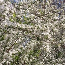 피드 작성자 프로필