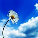 피드 작성자 프로필