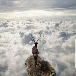 피드에 업로드 된 이미지