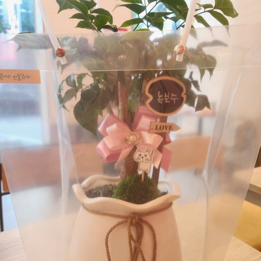 피드 이미지