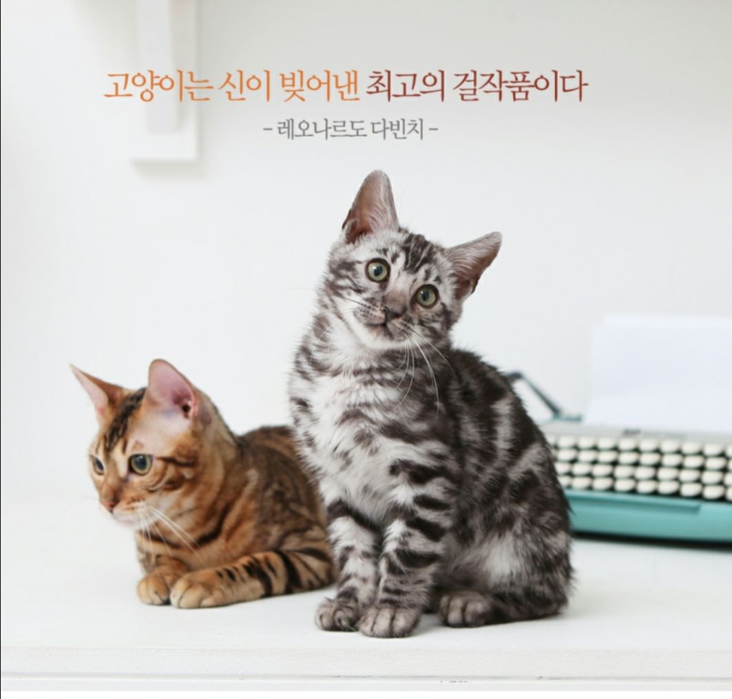 피드 이미지