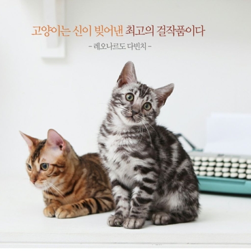 피드 이미지