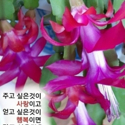 피드에 업로드 된 이미지