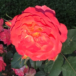 피드에 업로드 된 이미지