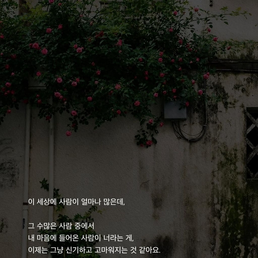 피드 이미지