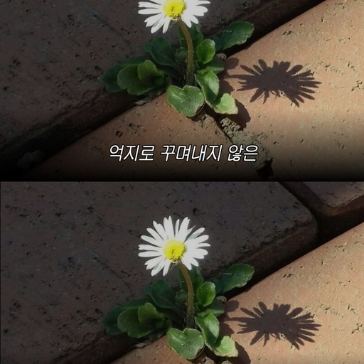 피드 이미지