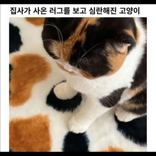 피드 이미지
