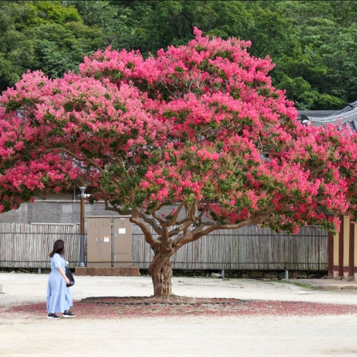 피드 이미지