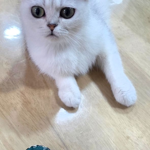 피드 이미지