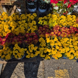 피드에 업로드 된 이미지