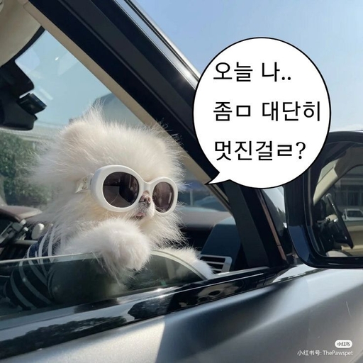 피드 이미지