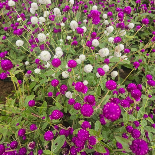 모임 대표 이미지