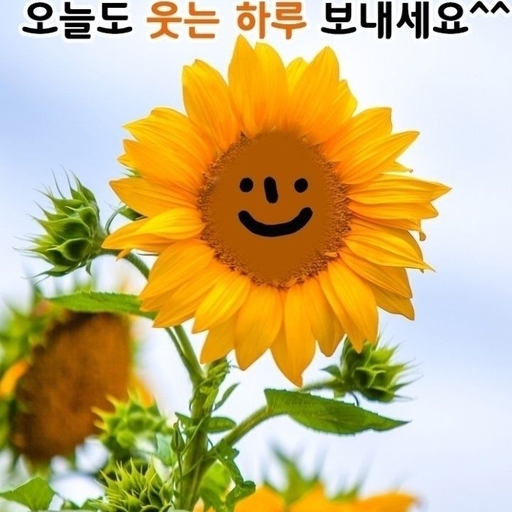 피드 이미지