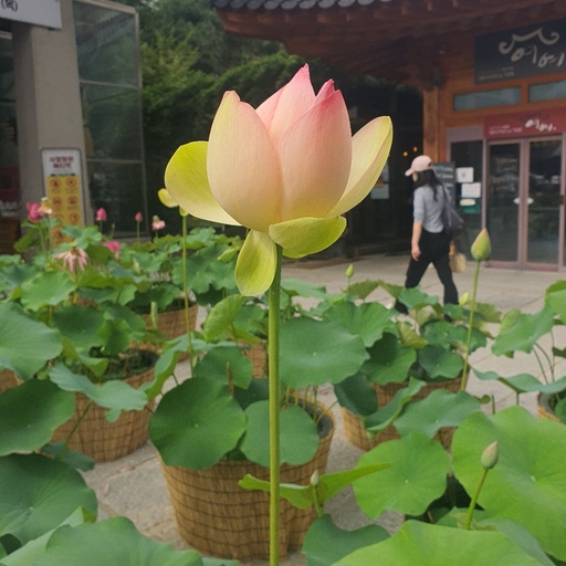 피드 이미지