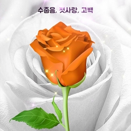 피드에 업로드 된 이미지