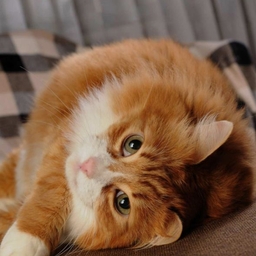 피드에 업로드 된 이미지