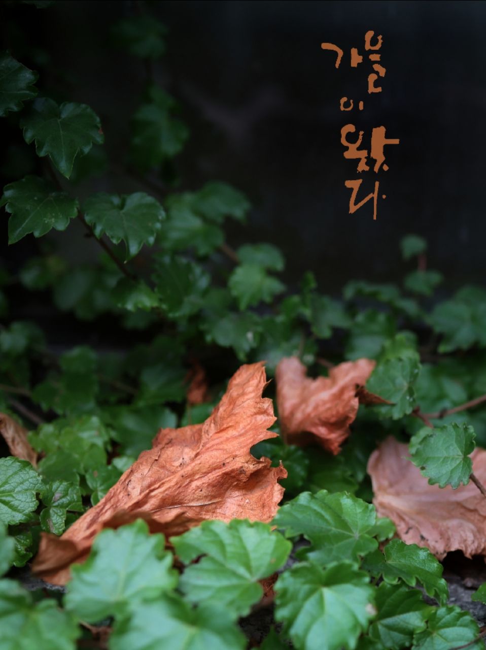 피드 이미지