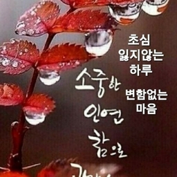피드에 업로드 된 이미지