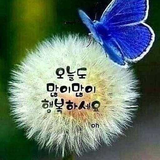 피드 이미지