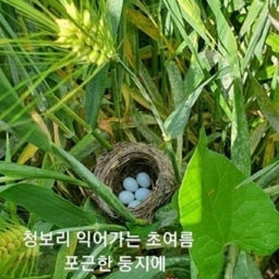 피드에 업로드 된 이미지