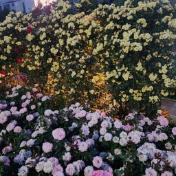 피드에 업로드 된 이미지
