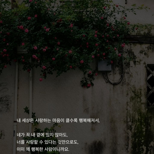 피드 이미지