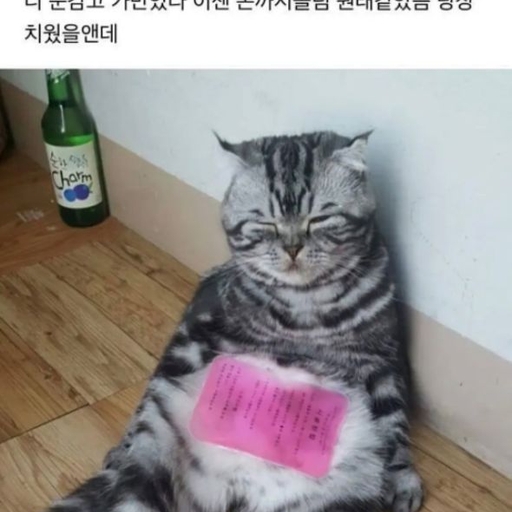 피드 이미지