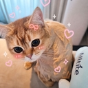 피드 작성자 프로필