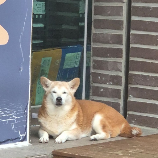 피드 이미지