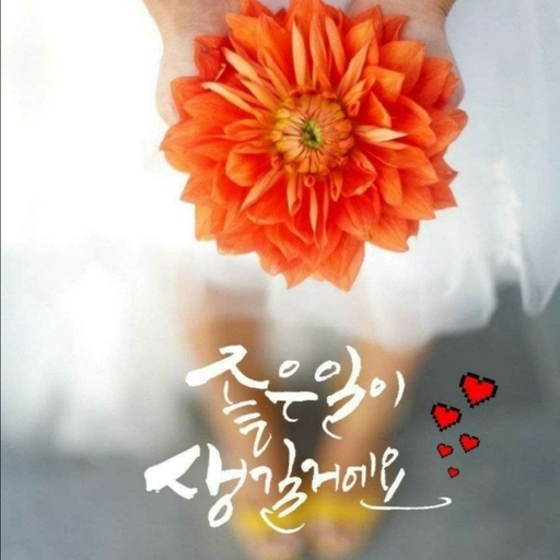 피드 이미지