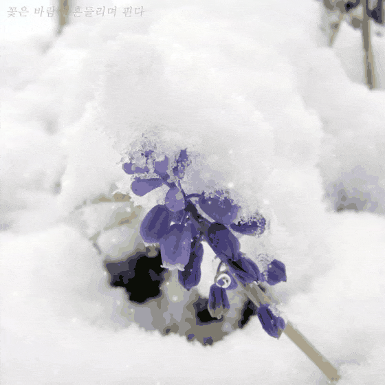 피드에 업로드 된 이미지