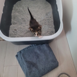 ํผ๋์ ์
๋ก๋ ๋ ์ด๋ฏธ์ง