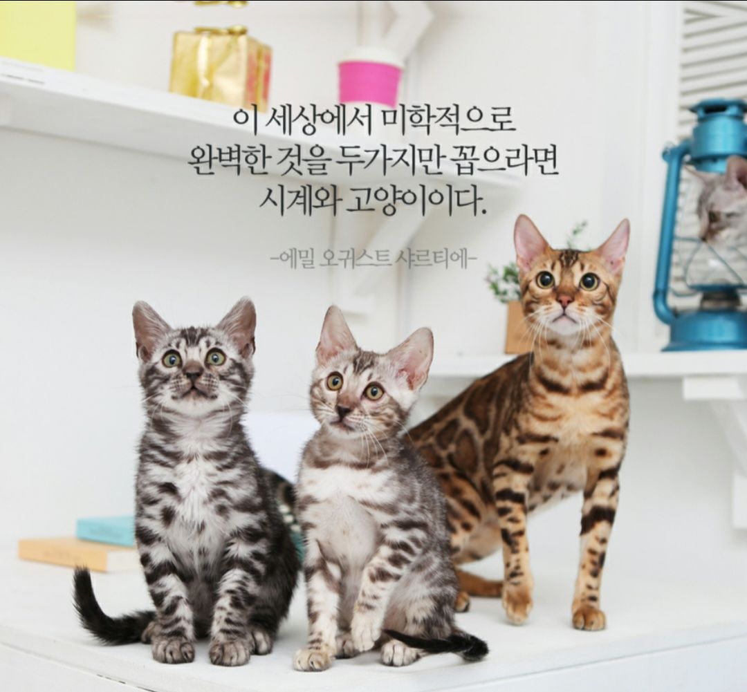 피드 이미지