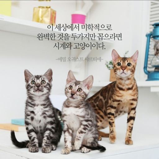 피드 이미지