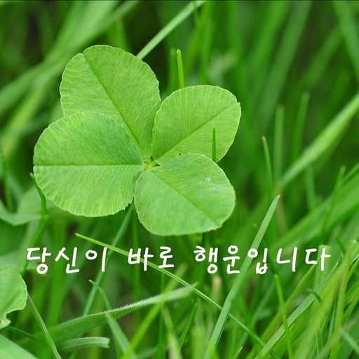 피드 이미지