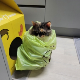 피드에 업로드 된 이미지