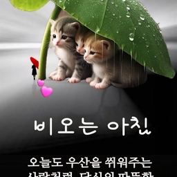 피드에 업로드 된 이미지