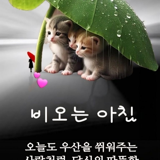 피드 이미지