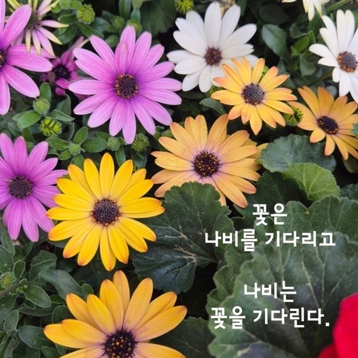 피드 이미지