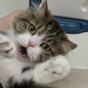 공지사항 작성자 프로필