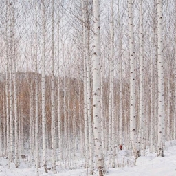 피드에 업로드 된 이미지