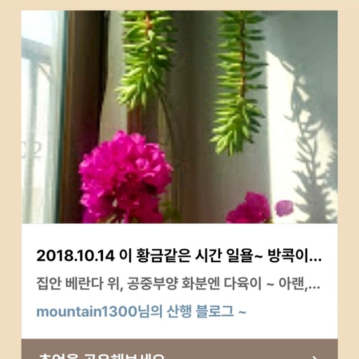 피드 이미지