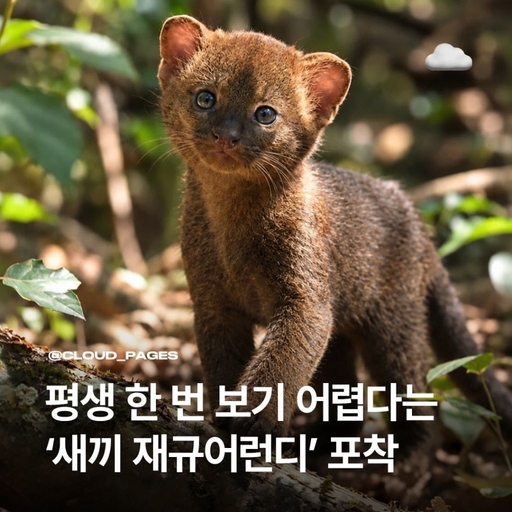 피드 이미지