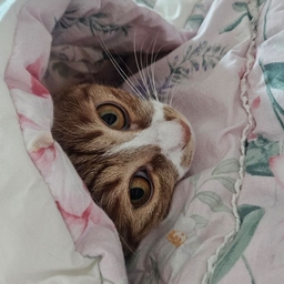 피드에 업로드 된 이미지