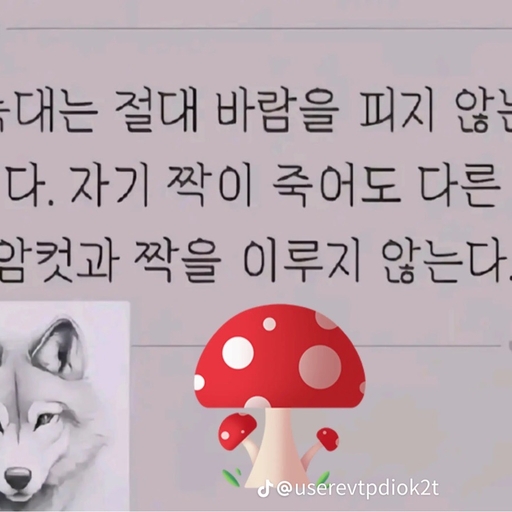 피드 이미지