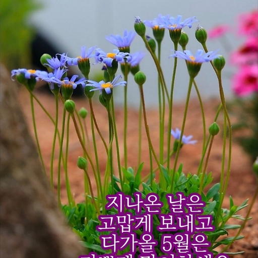 피드 이미지