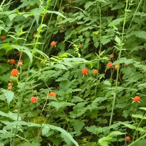 피드 이미지