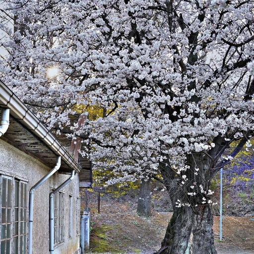 피드 이미지
