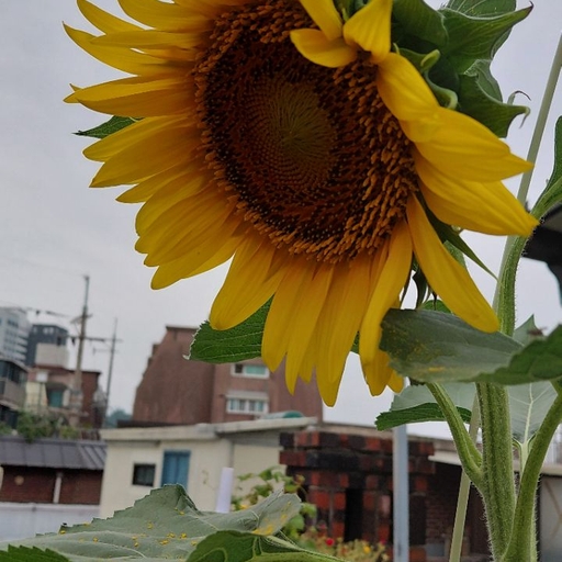 피드 이미지