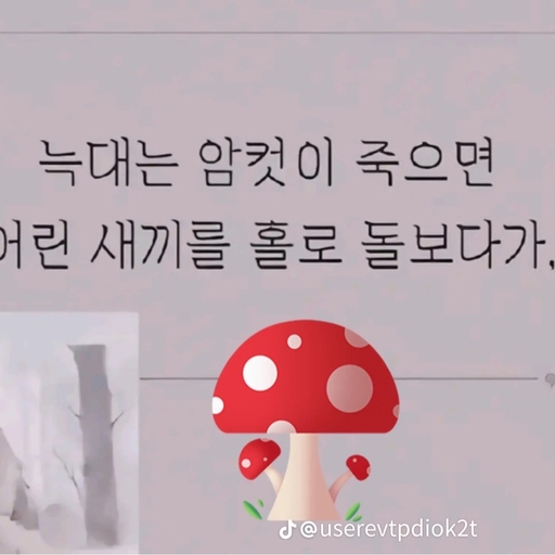 피드 이미지